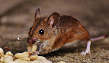 24 Hour & Emergency Exterminators in Shortt Gap, VA